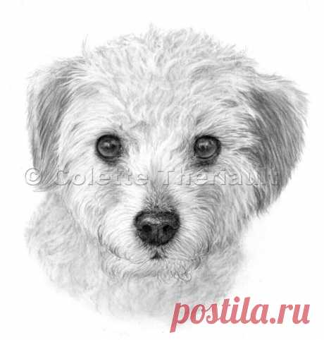 Терьер пудель микс рисунок-портреты домашних животных живопись на заказ графитовый карандаш портреты домашних животных-памятный подарок для домашних животных