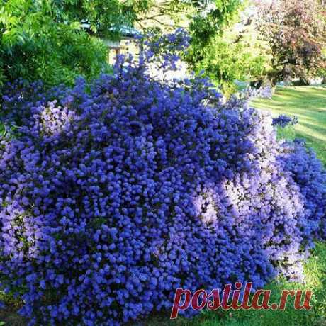 Цеанотус / Ceanothus 'Blue Mound', (Р9): продажа, цена в Харьковской области. Саженцы декоративных деревьев и кустарников от &quot;БалСад - саженцы декоративных и ягодных культур&quot; - 1482615321