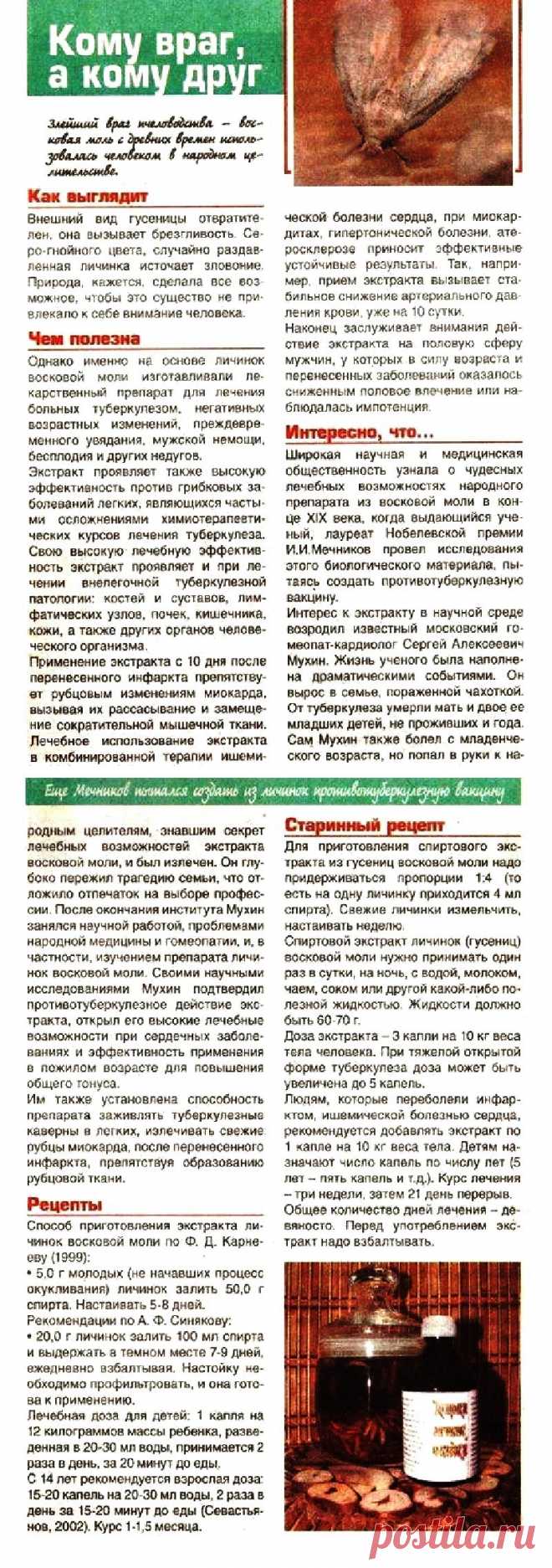 Восковая моль