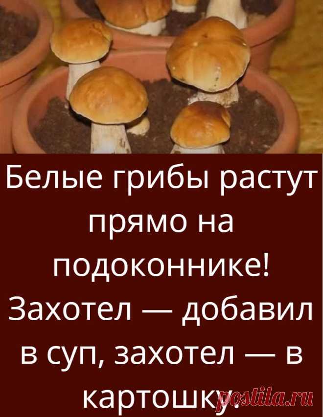 Белые грибы растут прямо на подоконнике! Захотел — добавил в суп, захотел — в картошку.