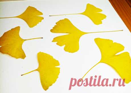 Сушеные плоские осенние листья Гинкго Билоба сухоцветы купить