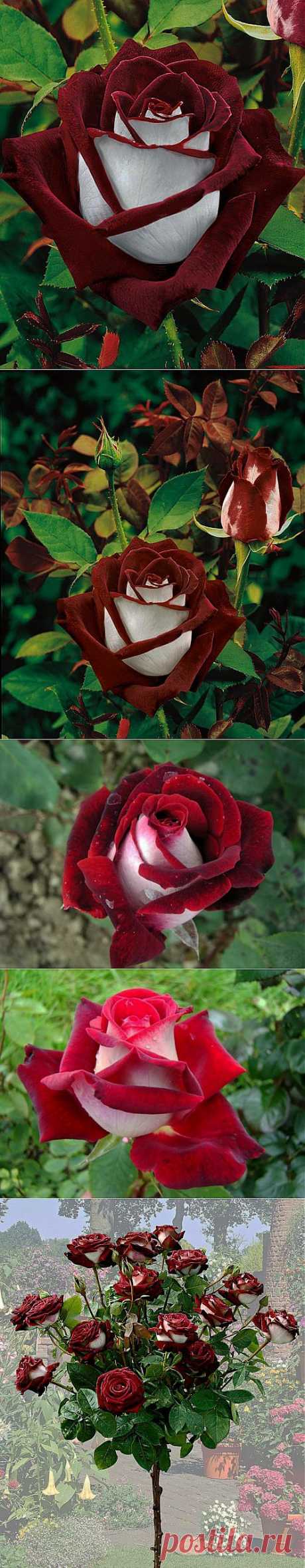 Двухцветная роза Осирия (Osiria) | Самоцветик