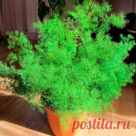 Комнатное растение Аспарагус (Asparagus). Длинные изящные и нежные побеги аспарагусов (спаржи) часто используются в цветочных аранжировках и для украшения букетов. Любопытно, что перистые &quot;листья&quot; аспарагусов являются их видоизмененными стеблями, сами же листочки редуцированы до крошечных буроватых чешуек. Аспарагусы нетребовательны к влажности и нередко выращиваются как подвесные, ампельные растения. Существует много сортов аспарагусов, выведенных в результате селекции.