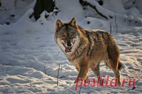 Фото Идущий по сугробу волк, с высунутыми языком и довольной мордой, страница