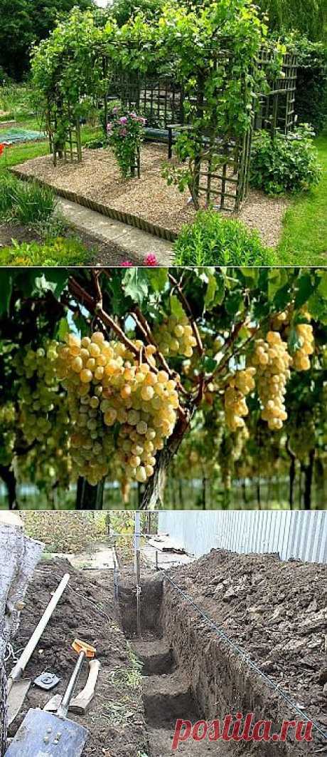 С чего начать посадку виноградника? Виноград – это солнцелюбивое растение, которому необходимо тепло и влага. Его можно использовать для украшения арок, беседок, стен домов,