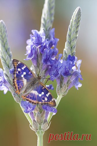 Переливница тополевая - Lesser Purple Butterfly (Apatura ilia) от Gail Shumway на Getty Images. Обитает на территории от западной Европы до восточной части Азии. Предпочитает регионы с тёплым летом. | Butterflies & Dragonflies