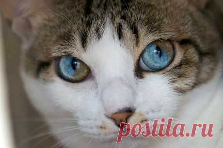 кошка красит глаза: 14 тыс изображений найдено в Яндекс.Картинках