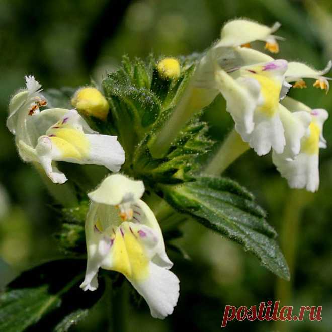 Лекарственное растение Пикульник посевной (Galeopsis segetum). Однолетнее опушенное растение высотой 10-30 см. Стебель четко четырехгранный, у основания часто красноватого оттенка, Листья яйцевидные до овально-ланцетных, черешковые, тупозубчатые, верхние с железистым опушением. Цветки собраны по 4-8 в ложные мутовки; венчик желтовато-белый, длиной 2-3 см; нижняя губа с двумя полыми зубчико-видными крючками и красно-фиолетовым рисунком.