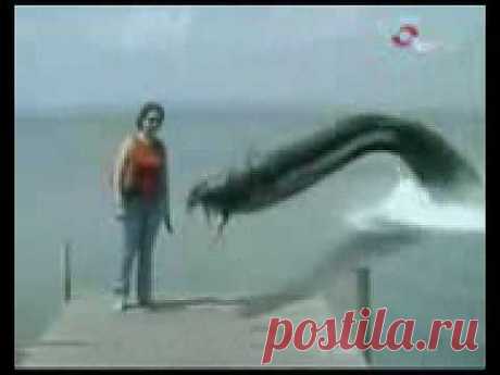 ATAQUE ANGUILA GIGANTE - YouTube