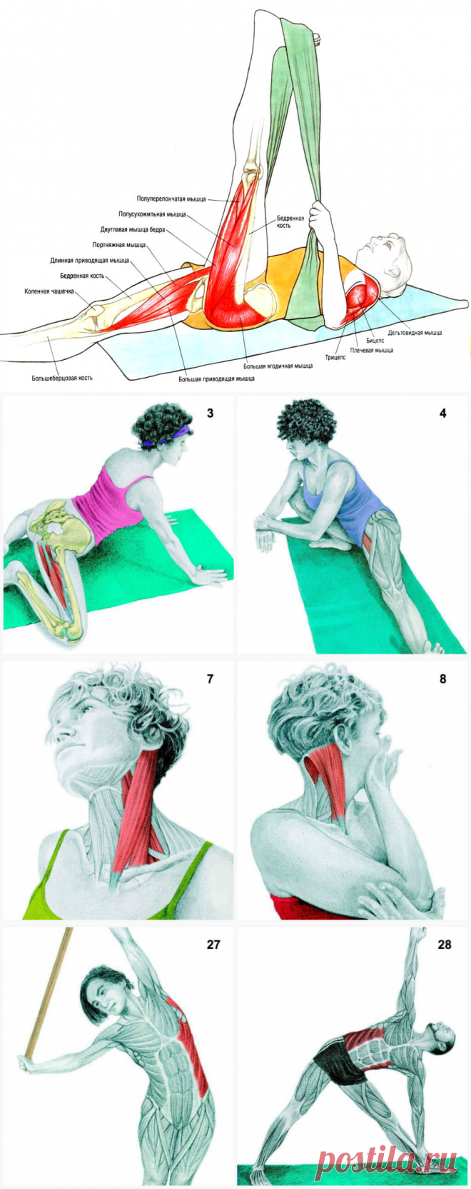 (+1) Что Вы тянете на самом деле: растяжка мышц в картинках