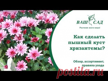 Как сделать пышный куст хризантемы своими руками? Ваш сад