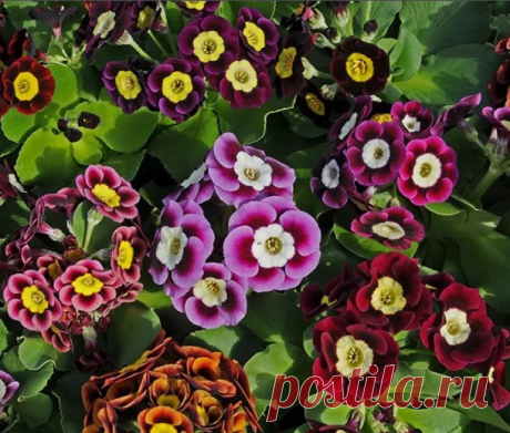 Весенний первоцвет - примула садовая многолетняя (виды и фото) | zelenysad.ru