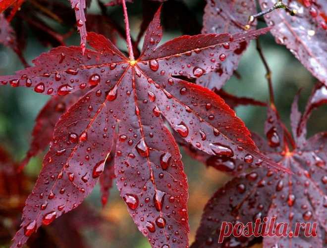 Осенние дожди - как много в них признаний