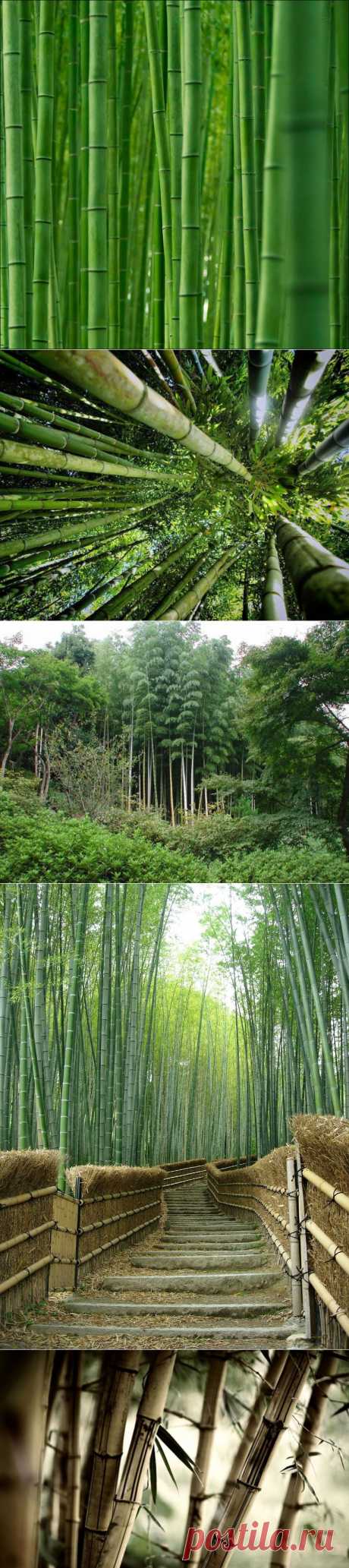 Бамбуковый лес в Киото - Фотоблог Klimbo.ru - Взгляни на мир!