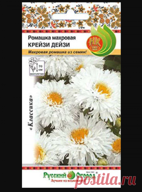 Многолетняя садовая ромашка с высоким процентом крупных махровых соцветий, достигающих 7 см в диаметре. Характеризуется интенсивным ростом, ранним и длительным цветением. Пышный, продолжительно цветущий куст хорошо смотрится на фоне декоративных кустарников, добавит очарования цветнику, украсит бордюр. В срезке соцветия сохраняют изысканный вид до 10 дней. Характеризуется интенсивным ростом, ранним и длительным цветением. При раннем посеве на рассаду зацветает осенью.