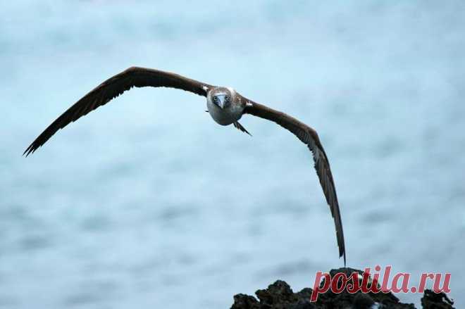 Необычная птица голубоногая олуша