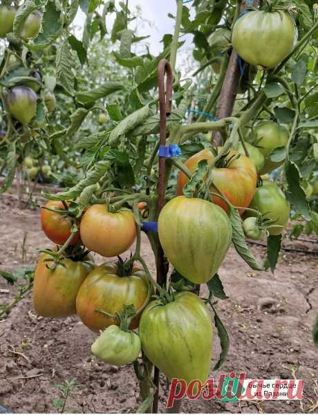 Сорт томата, который так сильно любят мои дети. | Огородник из Рязани | Яндекс Дзен