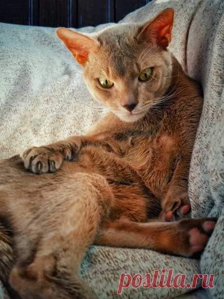 Уже несколько лет я фоткаю смешные и необычные выражения морды моего кота и его весёлые позы. Вы точно улыбнетесь | Блог мобильного фотографа | Яндекс Дзен
