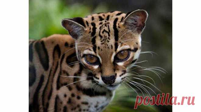 Длиннохвостая кошка или маргай Длиннохвостая кошка или маргай (Leopardus geoffroyi) - вид маленькой дикой кошки из Центральной Южной Америки. Принадлежит к роду тигровые кошки (Leopardus).