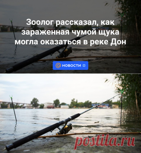 Зоолог рассказал, как зараженная чумой щука могла оказаться в реке Дон | 1 ноября 2023 - Новости Mail.ru