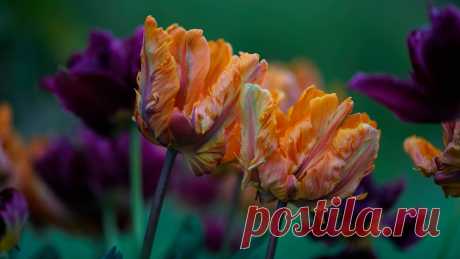 Скачать обои зеленый фон, бутоны, махровые, тюльпаны, фиолетовые, оранжевые, букет, цветы, раздел цветы в разрешении 1920x1080