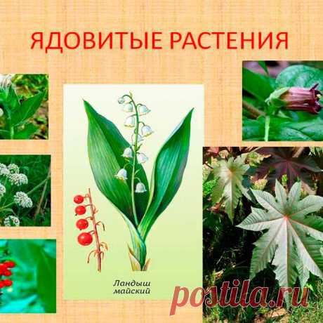 ЯДОВИТЫЕ лекарственные растения. Ниже будет упомянуто несколько сильнодействующих растений, которые правильно использовать может только специалист и которые поэтому должны отпускаться только по рецептам. Настоятельно рекомендуется не употреблять эти препараты самостоятельно!
