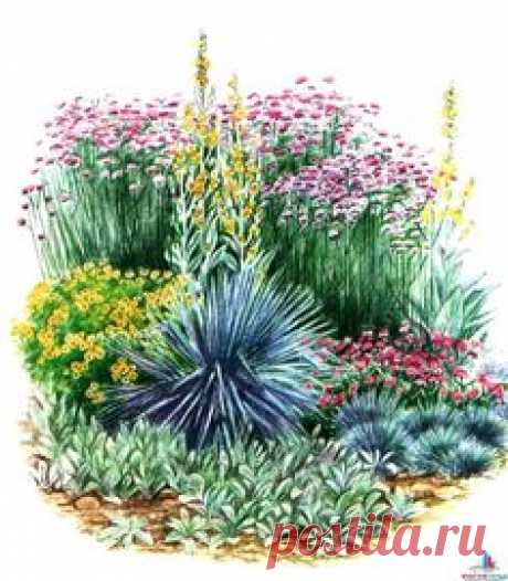 1. Овсяница сизая – Fastuca glauca 2. Чистец шерстистый – Stachys lanata 3. Пупавка красильная - Anthemis tincloria 4. Волоснец песчаный – Ekymus arenarus 5. Вербенажесткая - Verbena rigida. 6. Коровяк гибридный – Verbascum x hybridum 7. Вербенабуэнос-айресская - Verbena bonariensis. 2. Канна индийская — Carina indica.