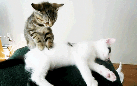 cat love GIF - Find & Share on GIPHY