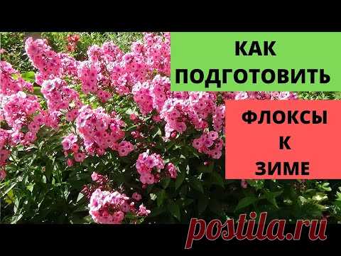 Как подготовить ФЛОКСЫ к зиме