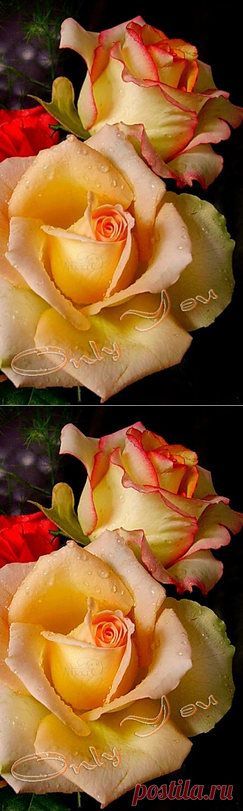 Фото. Изумительно красивые розы... - Красочный виртуальный журнал КАРТИНКИ