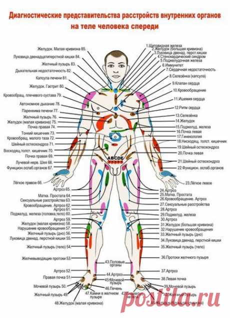 ДИАГНОСТИЧЕСКИЕ ПРОЕКЦИОННЫЕ ЗОНЫ ВНУТРЕННИХ ОРГАНОВ НА ТЕЛЕ ЧЕЛОВЕКА СПЕРЕДИ.  Стена