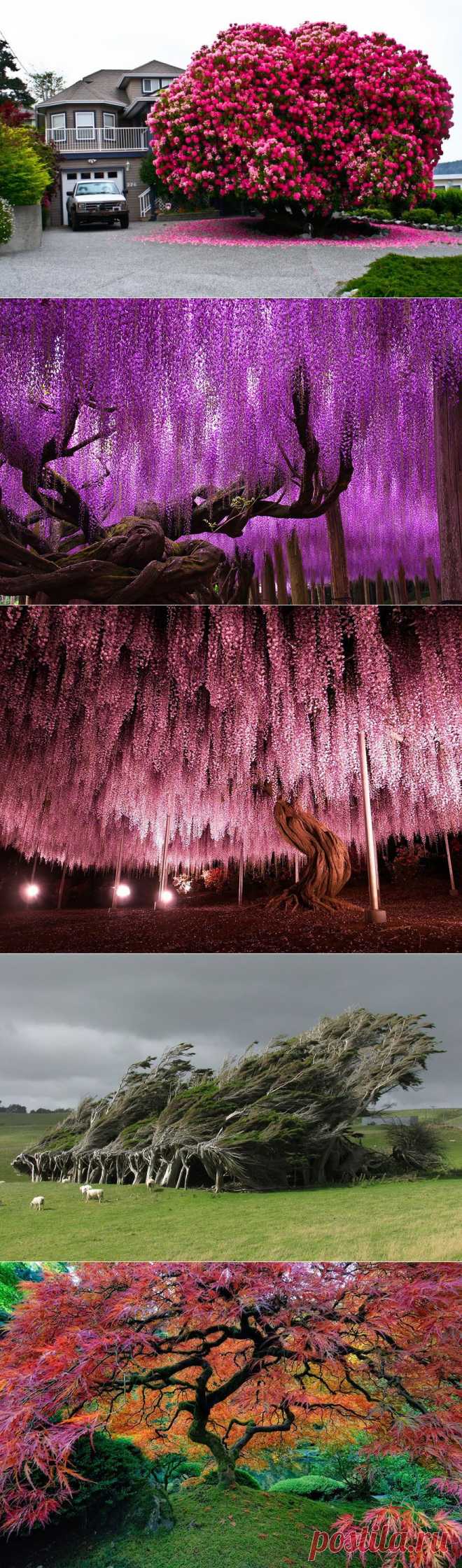 Удивительное рядом... Самые великолепные деревья в мире - Фотопанорама