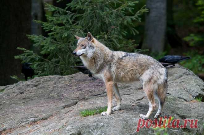Europäischer Wolf (Canis lupus europaeus) - C - Naturbild-Galerie: Wolf (Canis lupus) - Fokusnatur Naturfotografie