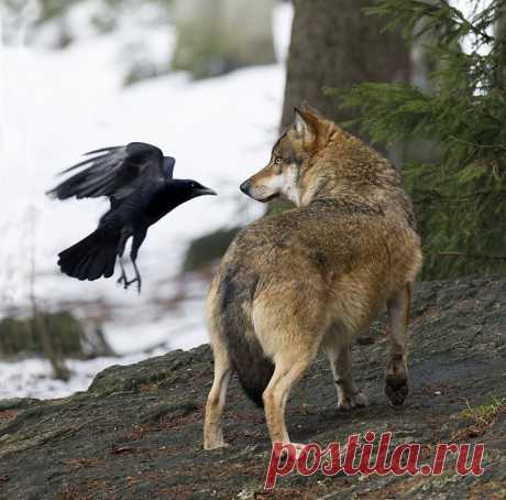 Ворона и волк - Pixdaus