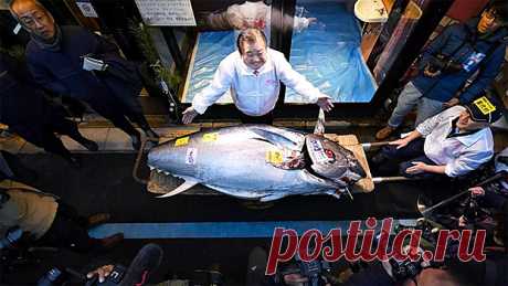 В Токио самый дорогой тунец в этом году был продан за $800 тыс. | Bixol.Ru