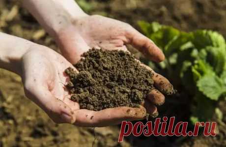 5 рецептов удобрений из продуктов, которые есть в каждом доме - Огородник - медиаплатформа МирТесен