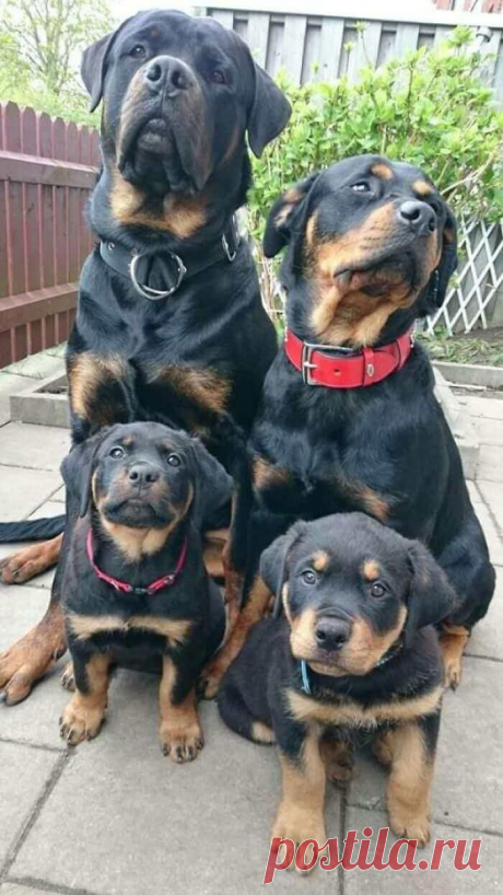 Гордые собаки-мамочки со своими щенками, глядя на которых сердце тает само собой