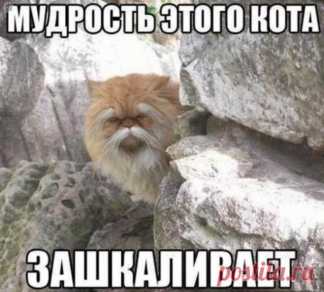 Смешное с надписями и без них - 41 смешных фото приколов