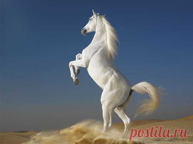 «конь в пустыне» — карточка пользователя Ольга Л. в Яндекс.Коллекциях