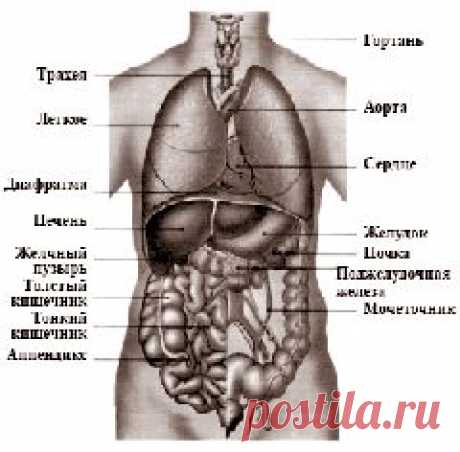 Раздельное питание и какая пища нужна человеку | Развитие человека