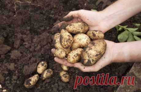 Когда и как правильно копать картошку?