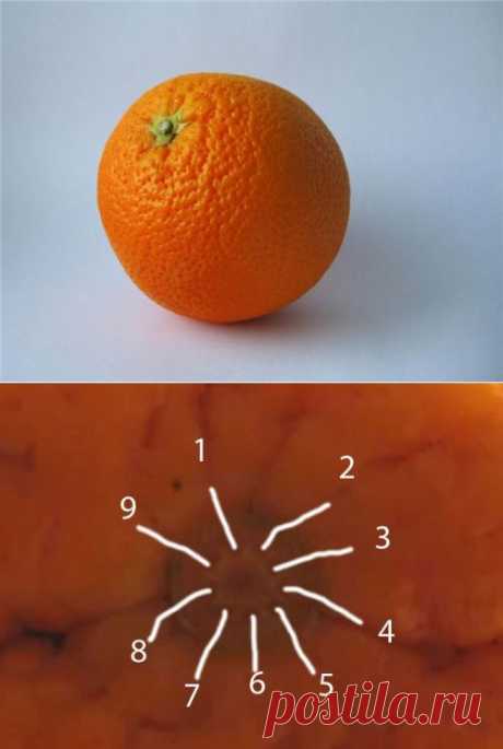 (+1) тема - Сколько долек в апельсине? | Полезные советы