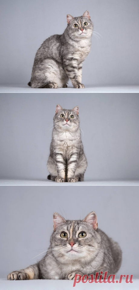 Кошечка Бритни ищет доброе сердце! МОСКВА – Животные ищут дом, пользователь Ольга PPR | Группы Мой Мир