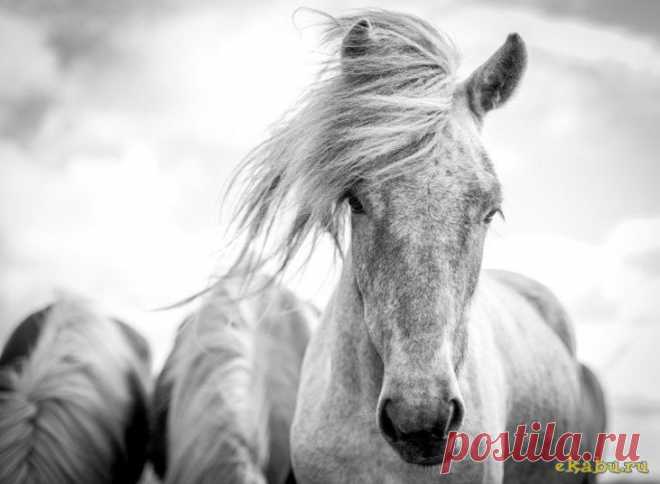 Изумительные снимки лошадей фотографа Керри Хендри » Екабу.ру - развлекательный портал Екатеринбурга
