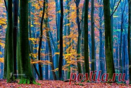 Осенний лес фото  Lars van de Goor