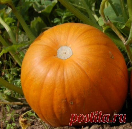 Самоцветик