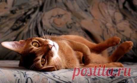 Как вывести запах кошачьей мочи с дивана :: как очистить ковер от кошачьего запаха :: Чистка мебели :: KakProsto.ru: как просто сделать всё