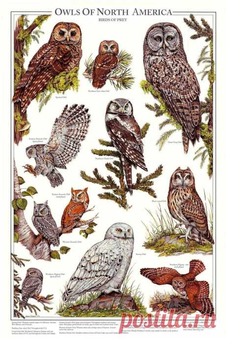 Owls of North America Poster/Identification Chart Vol 2  Artist: Karen Pidgeon Size:12'' x 18'' or 24"x 36" Ten species:  Spotted Owl, Northern Saw-whet Owl, Great Gray Owl. Eastern Screech-Owl, Northern Hawk Owl, Western Screech-Owl, Short-eared Owl, Snowy Owl, Northern Pygmy-Owl and Northern Pygmy-owl.