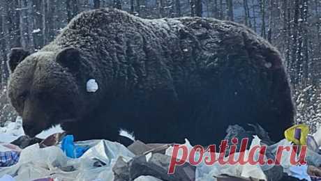 В регионе России на свалке заметили медведя-шатуна. В Якутии заметили опасного медведя, который пришел к свалке. Об этом сообщает РИА Новости со ссылкой на пресс-службу министерства экологии, природопользования и лесного хозяйства республики. Инцидент произошел в поселке Усть-Нера. На ...