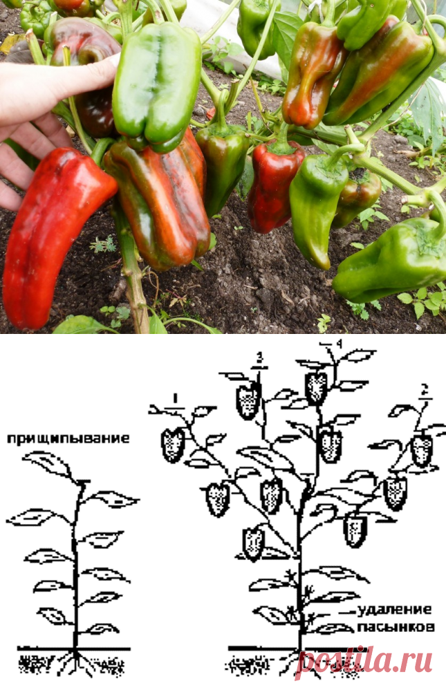 Нужно ли обрывать перец. Перец формировка куста. Пасынкование болгарского перца. Сладкий перец пасынкование. Формировка перца сладкого.
